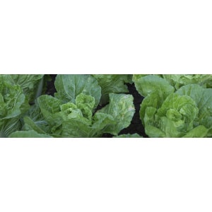 Green and herbs