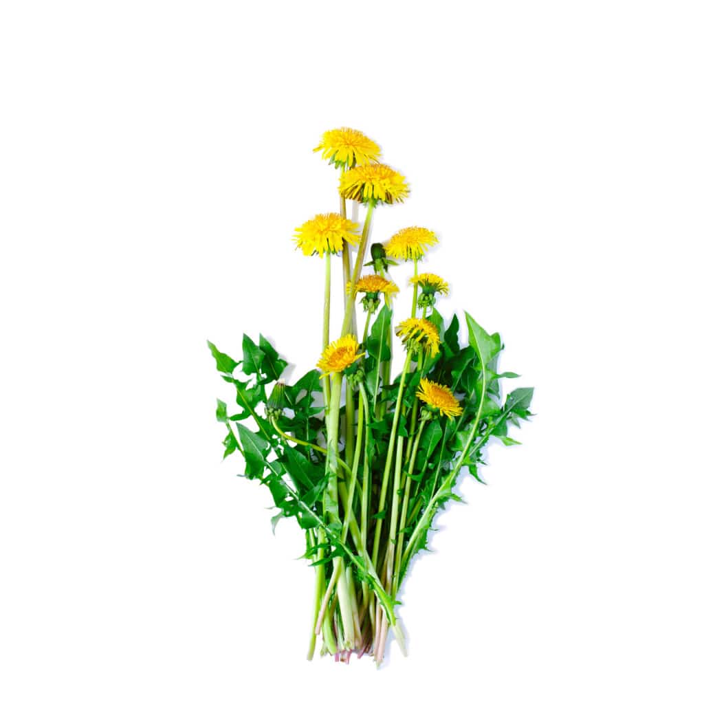 Dandelion - Taraxacum officinale