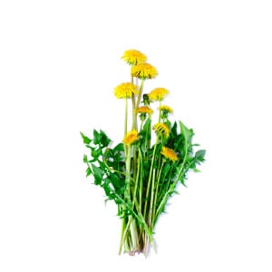 Dandelion - Taraxacum officinale
