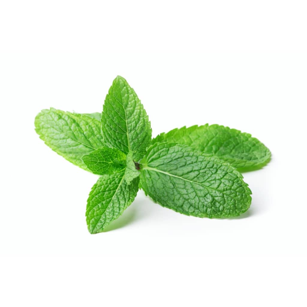 Peppermint - Mentha piperita