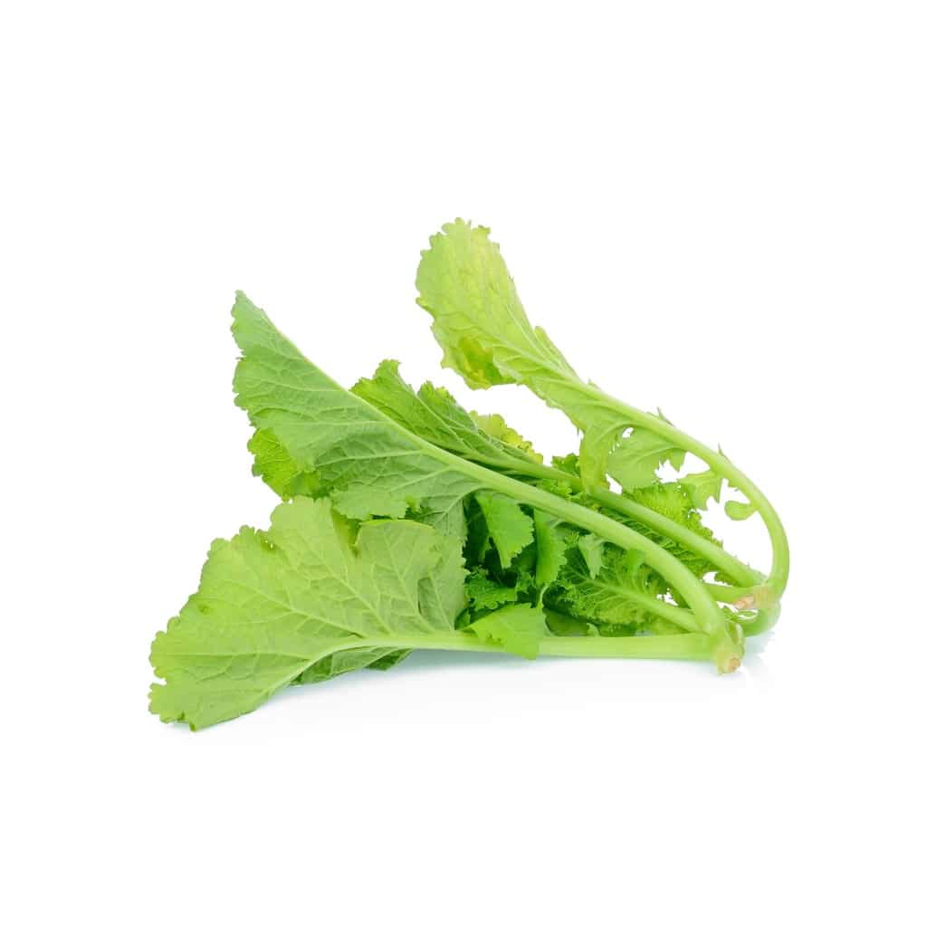 MUSTARD Florida Broadleaf (Florida heirloom) (Brassica juncea)