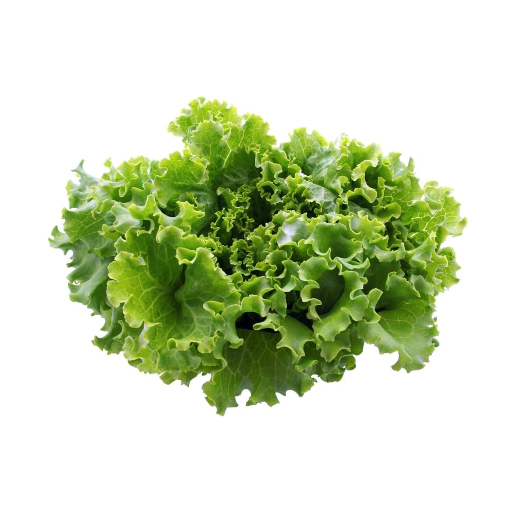LETTUCE Black Seeded Simpson Leaf (Heirloom) (Lactuca sativa)