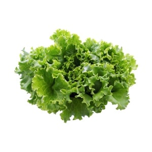 LETTUCE Black Seeded Simpson Leaf (Heirloom) (Lactuca sativa)