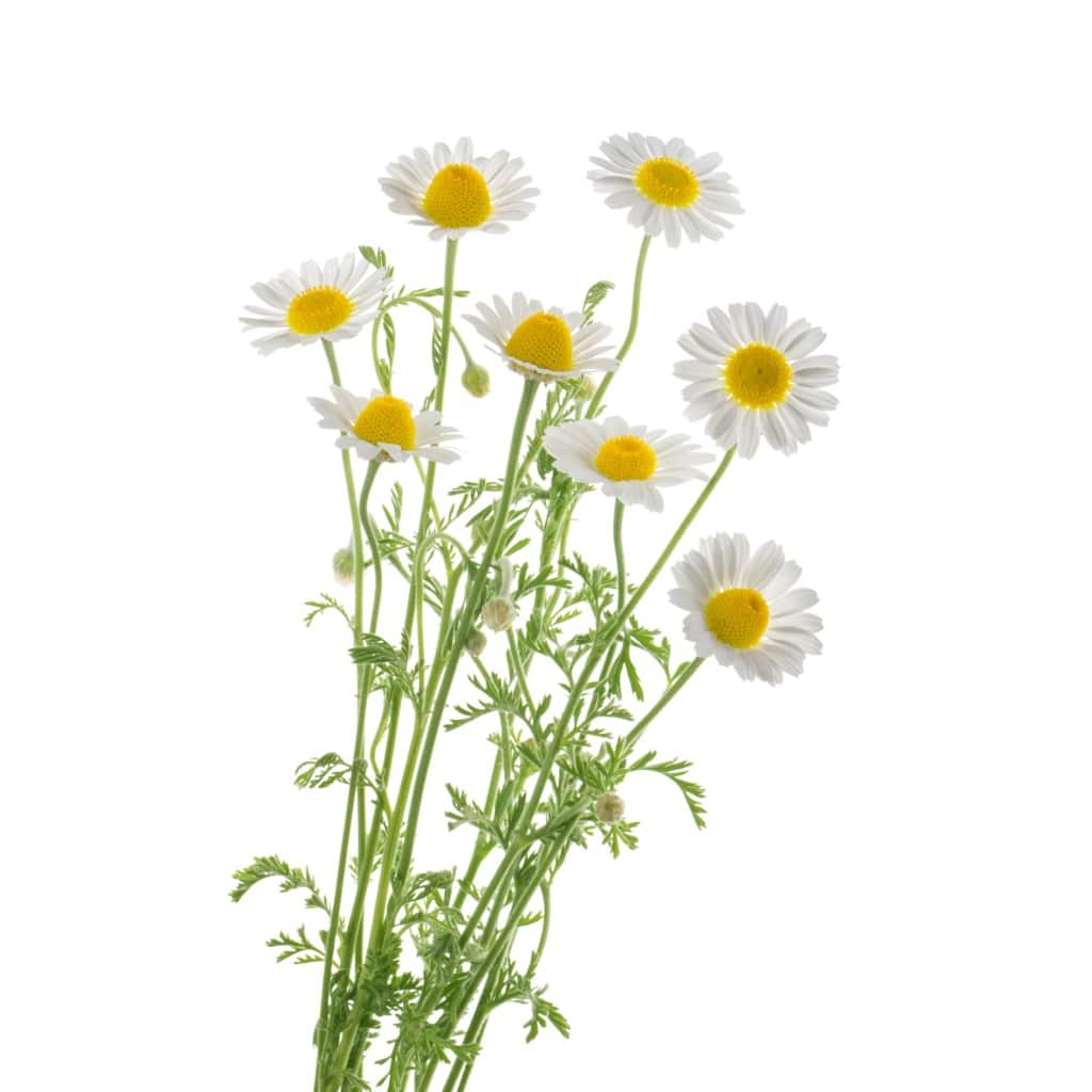 Chamomile