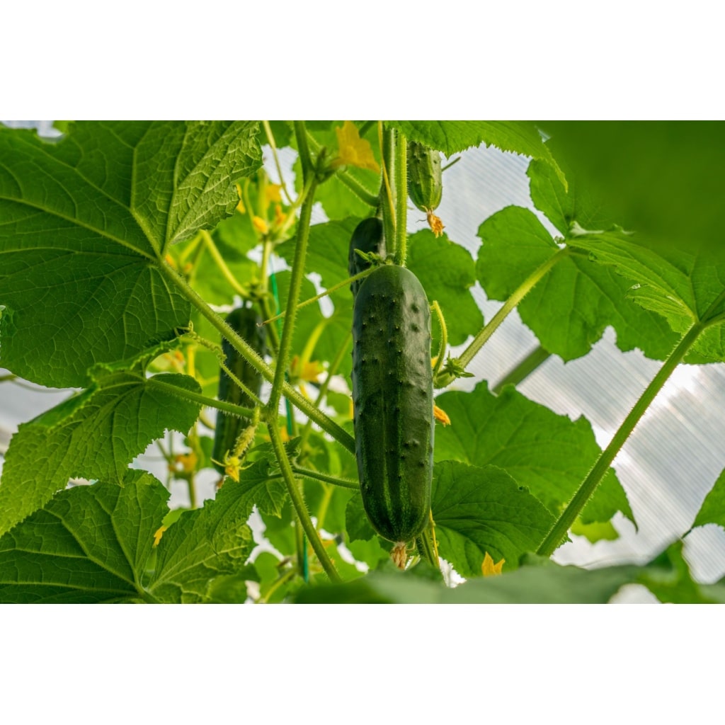 CUCUMBER Marketmore (Cucumis sativus)