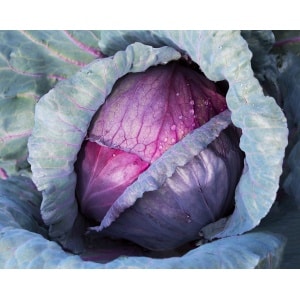 CABBAGE Red Acre