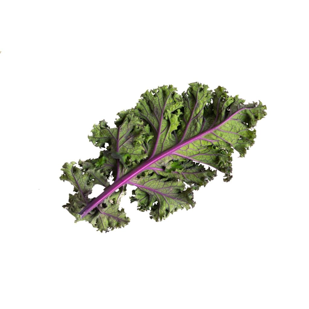 KALE Red Russian (Heirloom)