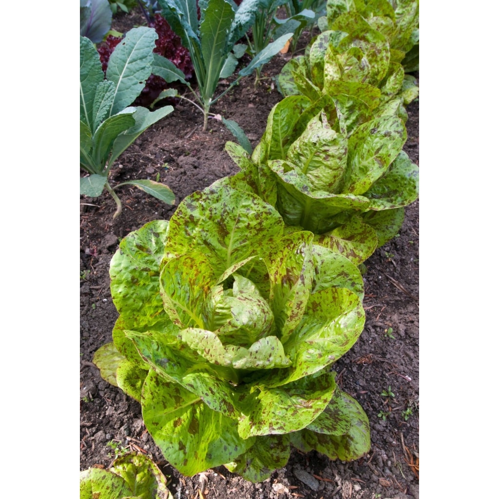 LETTUCE Freckles Romaine Head (Heirloom)