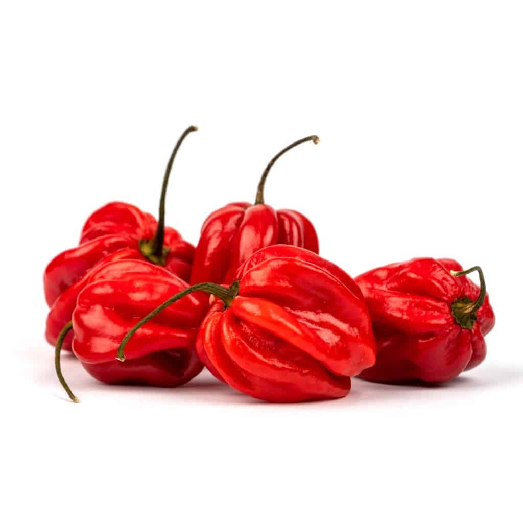 PEPPER Habanero (Capsicum chinense)