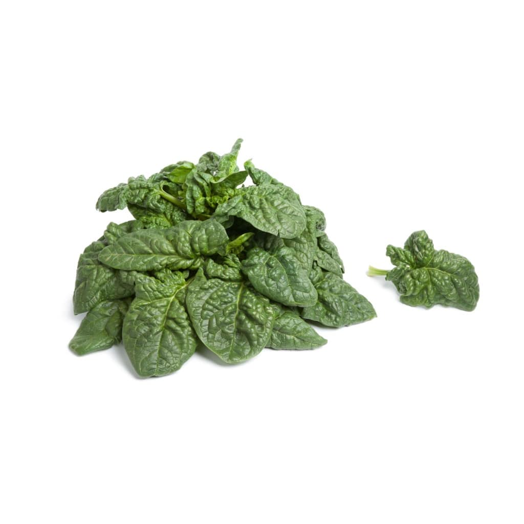 SPINACH Bloomsdale (Spinacia oleracea)