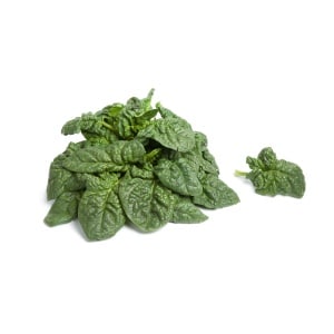 SPINACH Bloomsdale (Spinacia oleracea)