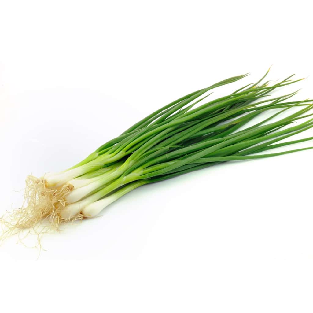 Onion Evergreen