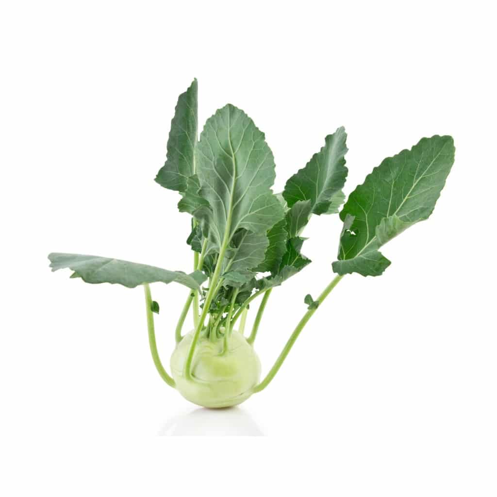 KOHLRABI Early White Vienna (Brassica oleracea)