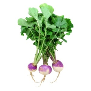 TURNIP Purple Top White Globe (Brassica rapa subsp. Rapa)