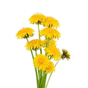 Dandelion