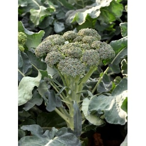 BROCCOLI Green Sprouting Calabrese (Brassica oleracea)