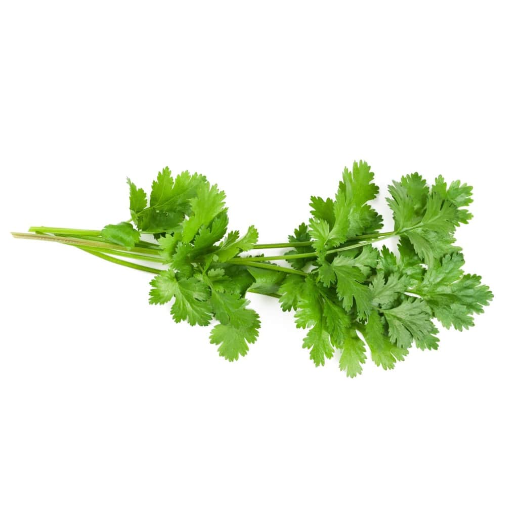 Cilantro