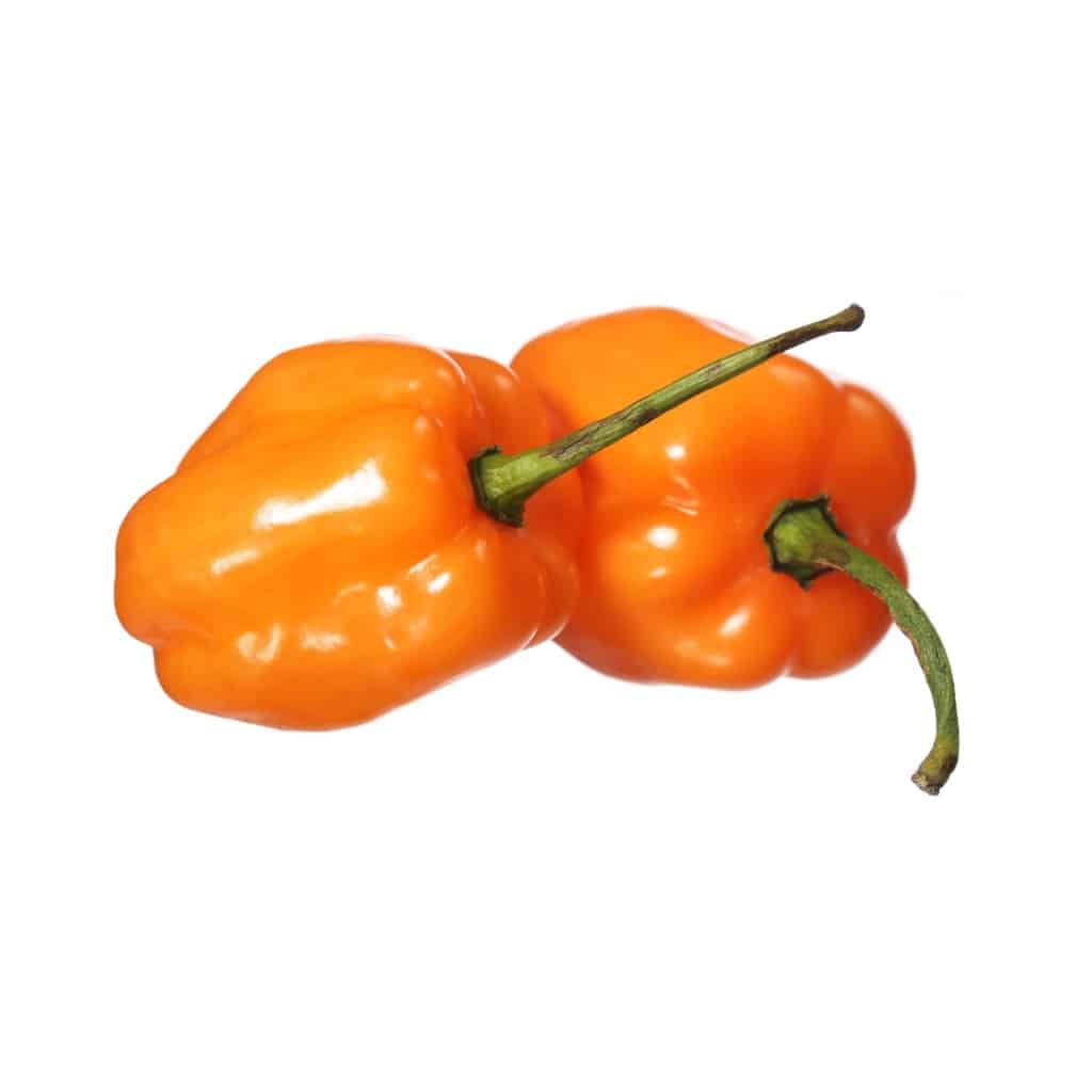 PEPPER Scotch Bonnet Orange (Capsicum chinese)