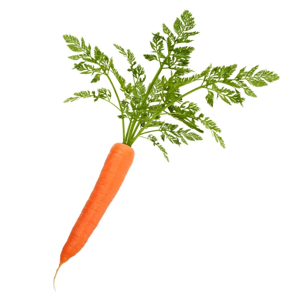 CARROT Scarlet Nantes (Daucus carota)