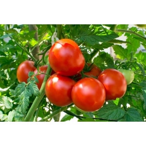 TOMATO Floridade (Solanum lycopersicum)
