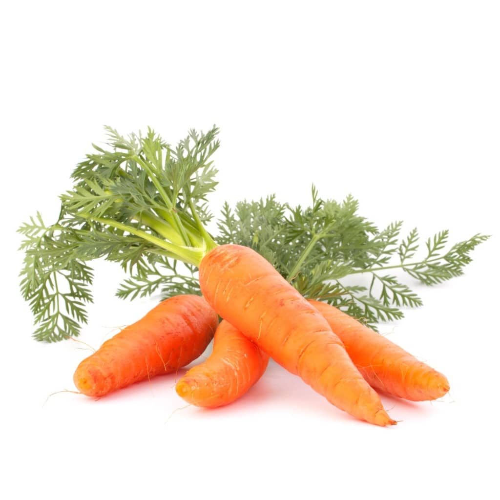 CARROT Chantenay (Daucus carota)