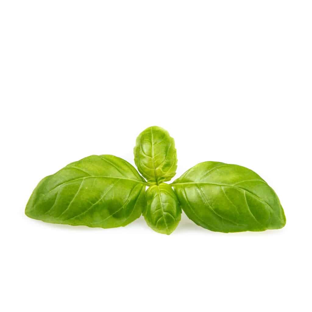 BASIL Sweet Italian Seeds (Ocimum basilicum)