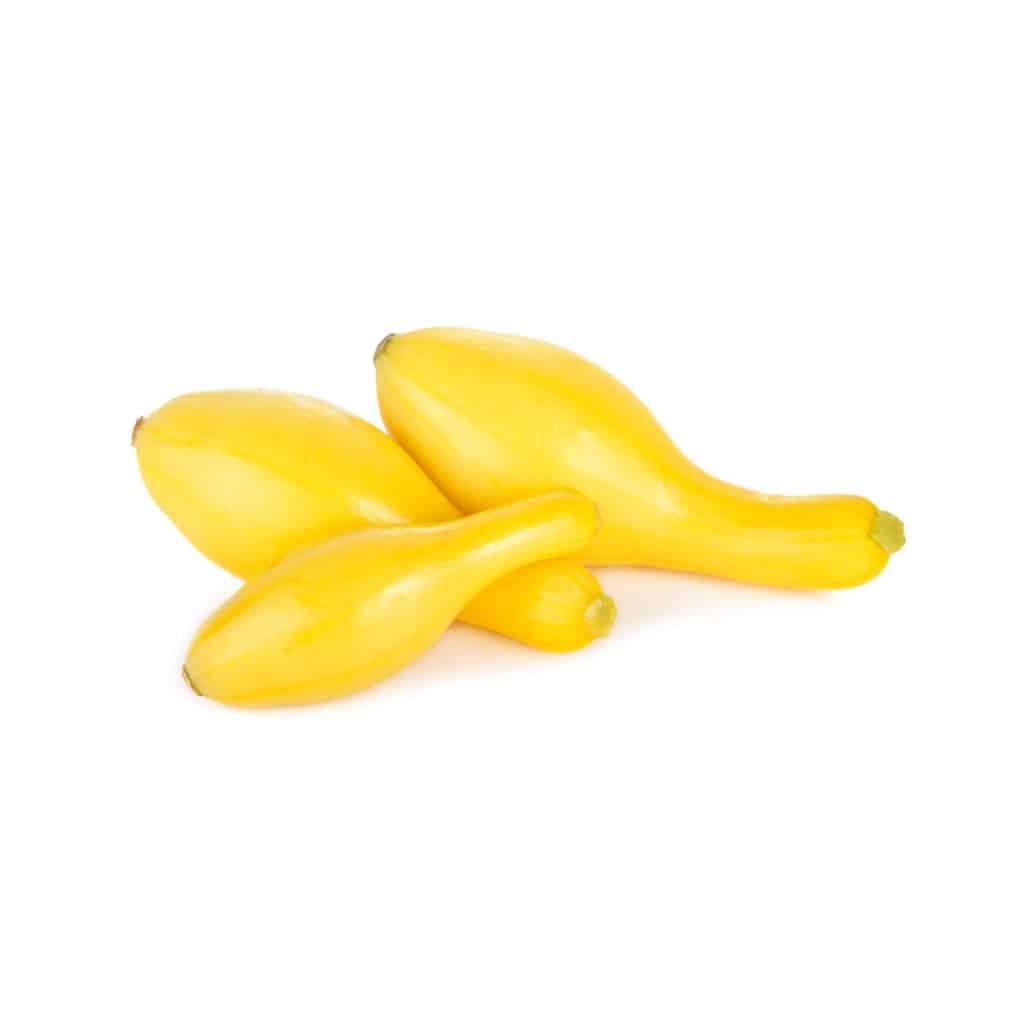 SQUASH PMR Straight Neck Yellow (Cucurbita pepo)