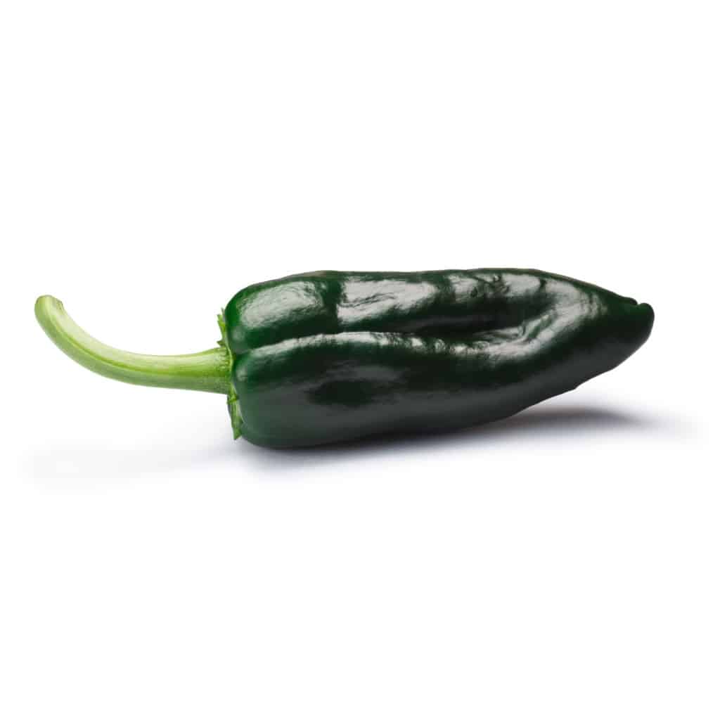PEPPER Poblano (Capsicum annuum)