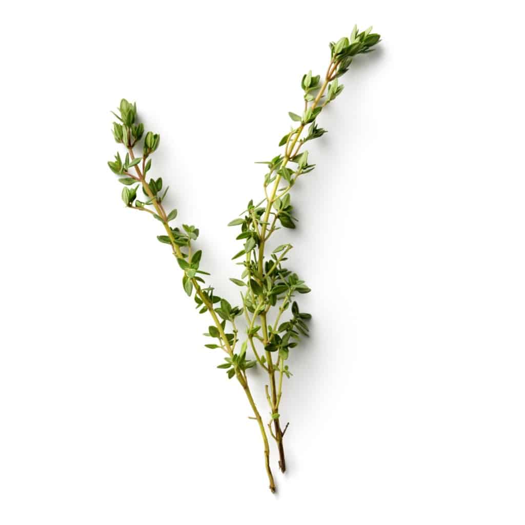 Thyme - Thymus vulgaris