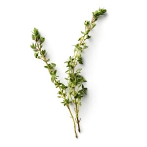 Thyme - Thymus vulgaris