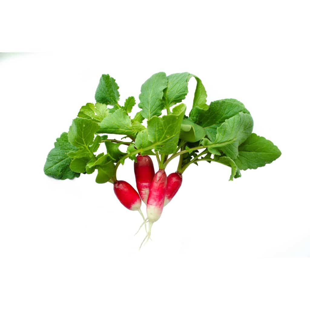 RADISH French Breakfast (Raphanus raphanistrum)