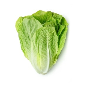 LETTUCE Romaine Lettuce Paris White Cos (Lactuca sativa)