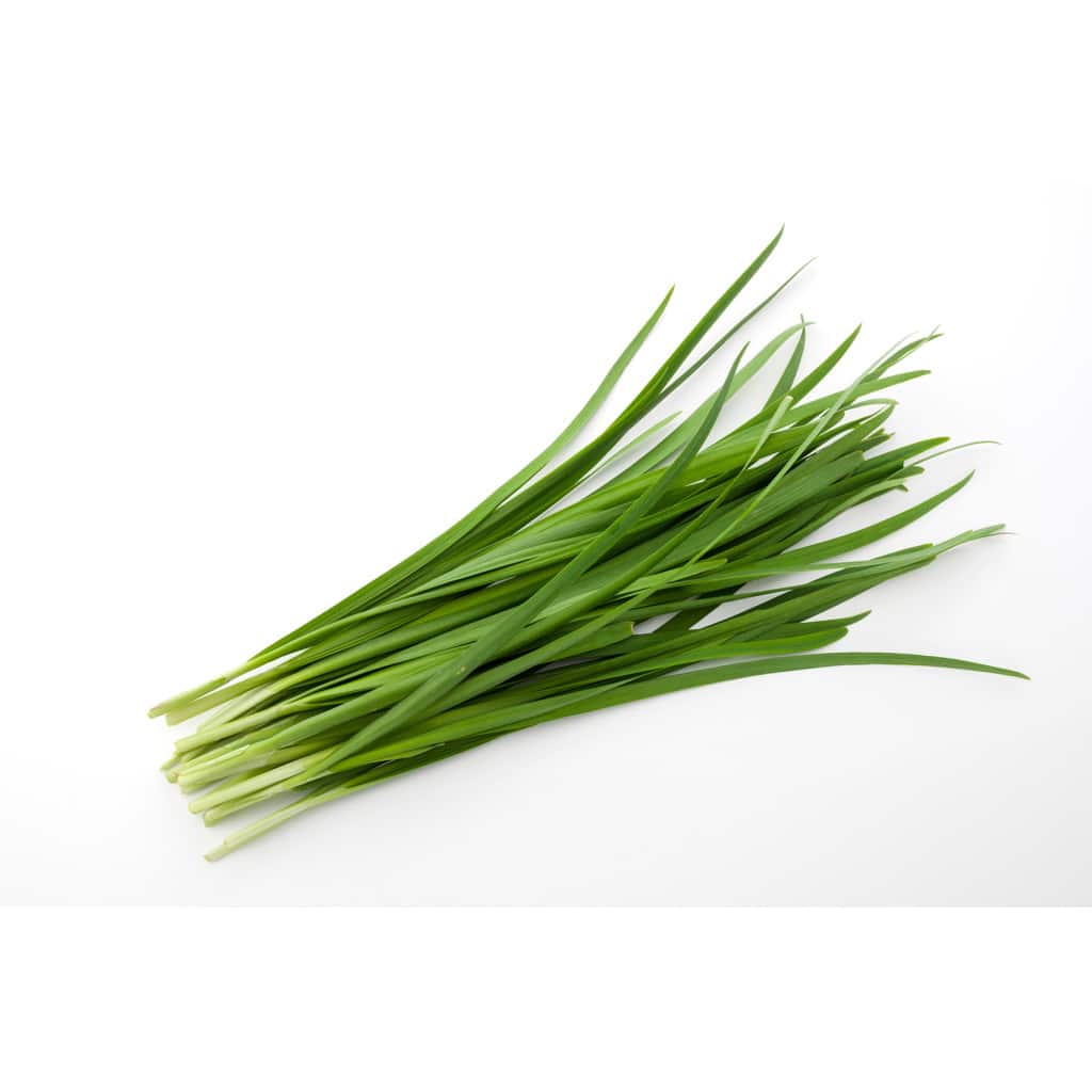 Garlic - Allium tuberosum